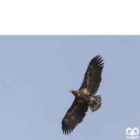 گونه عقاب دریایی دم سفید White tailed Eagle